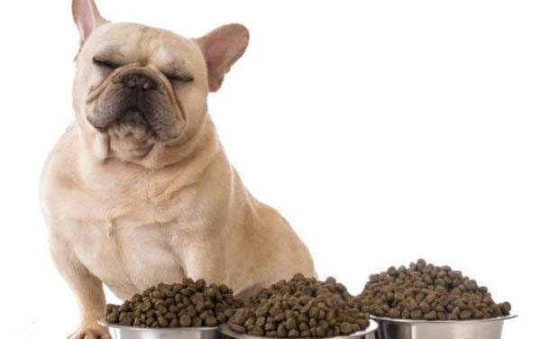 狗爱吃土是什么原因引起的