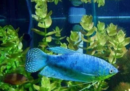 蓝星鱼的繁殖方法