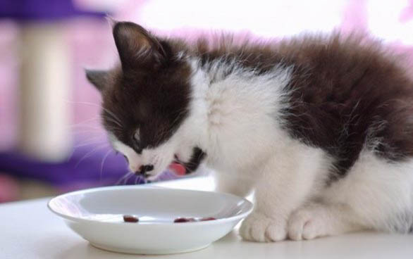 小猫感冒症状能自愈吗为什么呢
