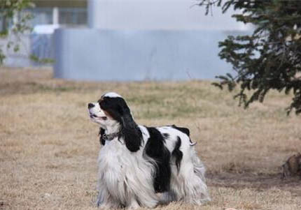 美国可卡犬鼻子出血的原因及处理方法