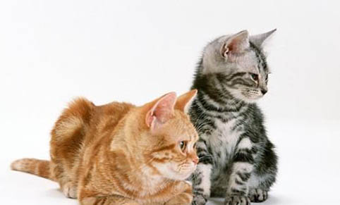 猫咪吐水是什么原因
