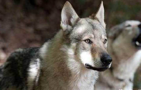 狼狗是否是狼和狗的后代