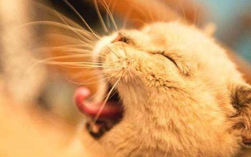 猫咪换牙口臭维持多久