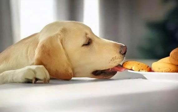 狗狗能吃柿子不，狗狗误食了还没熟的柿子怎么办