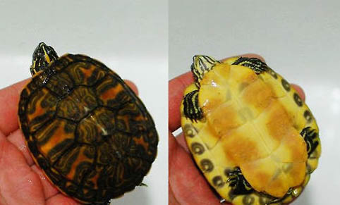 火焰龟和黄耳龟有什么区别