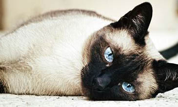 爪哇猫吃了布洛芬多久中毒
