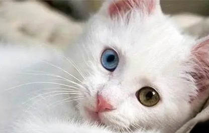 猫有一只眼睛流眼泪还睁不开为什么呢
