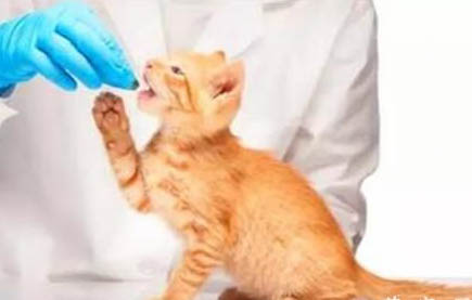 猫咪为什么会尿血