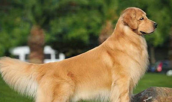 金毛犬寿命一般多少年？