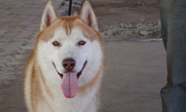 阿拉斯加犬身上出现蜱虫怎样办