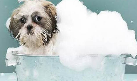 三个月的狗狗可以洗澡吗