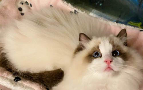 布偶猫500元能买一只吗？