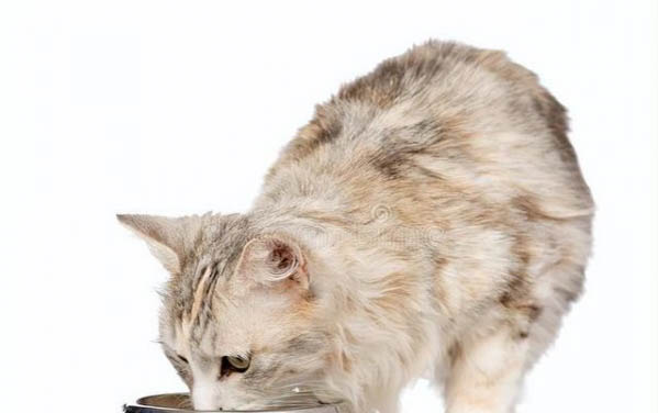 猫长期吃罐头尿道结石