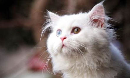 蓝眼睛白猫是啥品种