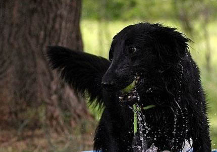 维希拉猎犬吐清水的原因及处理方法