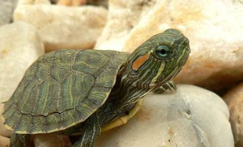 夏天小巴西龟不吃东西是什么原因？
