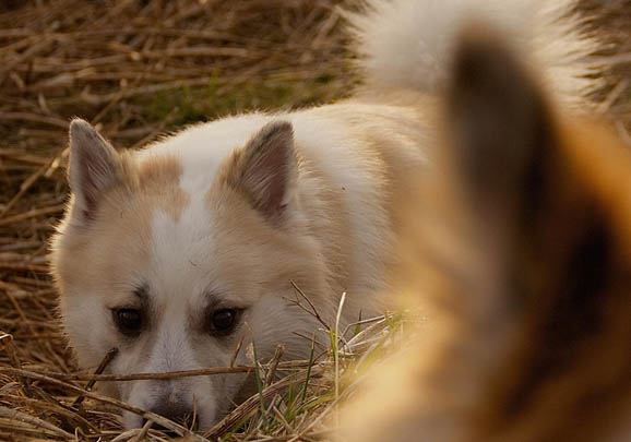 澳大利亚牧羊犬便秘家常方法