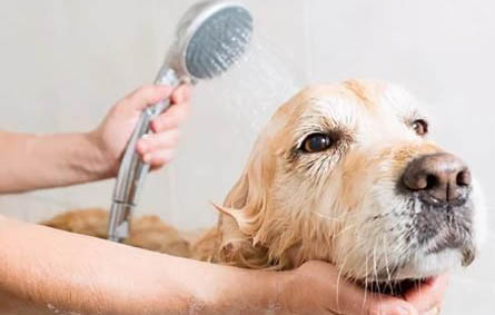 狗狗能用人的沐浴乳吗
