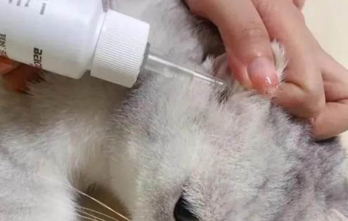 猫打疫苗多久打一次