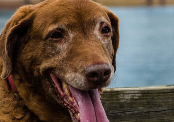 爱尔兰水猎犬的原产地在哪里