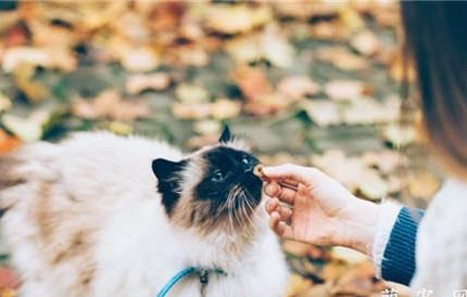 养猫会带来什么运气，家里养猫对财运会很好