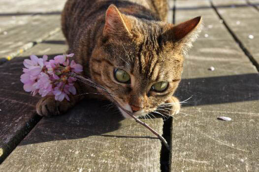 折耳蓝猫怎么养