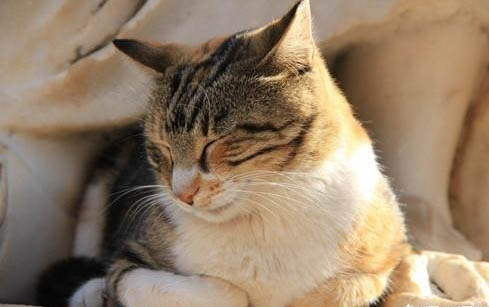 宠物猫：杯状病毒猫咪会传染别的猫吗