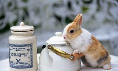 兔子过冬需要准备什么