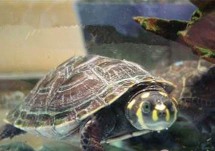 沼泽侧颈龟能活多久
