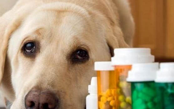 狗狗感冒了可以吃人类的感冒药吗