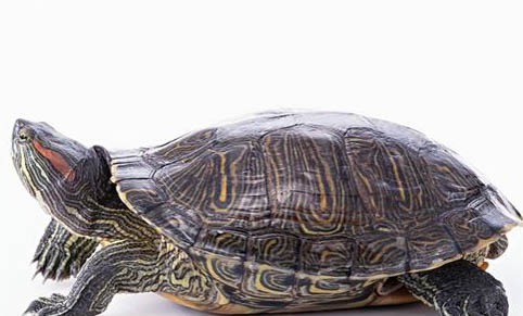 巴西龟和草龟能混养吗