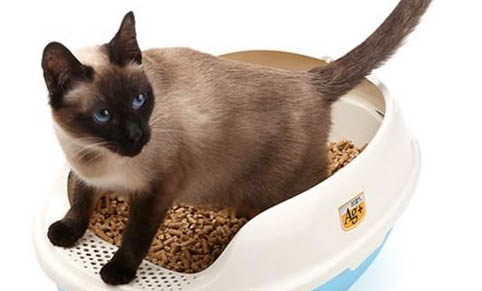 猫咪吐黄水不吃食怎么治疗