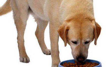 狗的糖尿病能活多久？