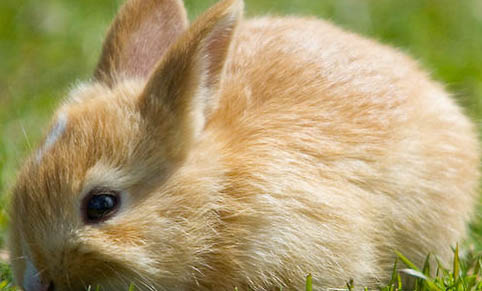 母兔子隔多久发情一次？