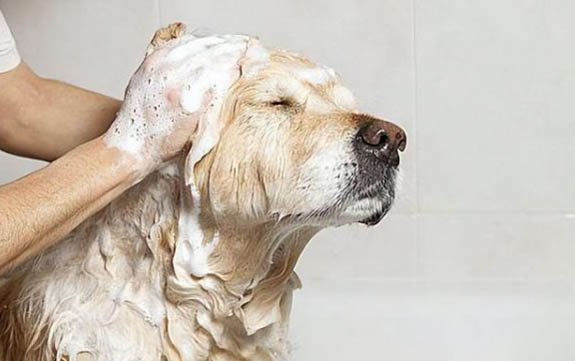 狗感冒会流口水吗