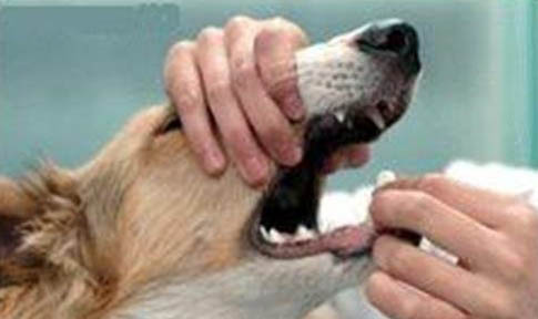 狗肠炎可以喝葡萄糖吗