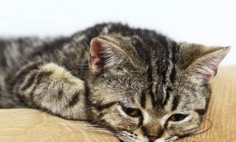 新买的猫不吃不喝一直睡觉