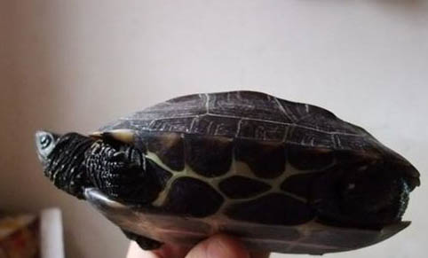 草龟一般能长到多大