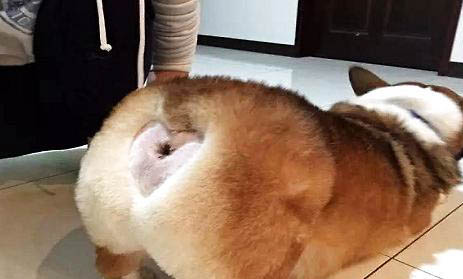 犬感冒和犬瘟怎么区别