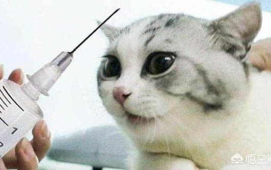 猫打了疫苗为什么还会得猫瘟