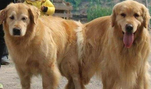 哪个狗狗益生菌比较好?