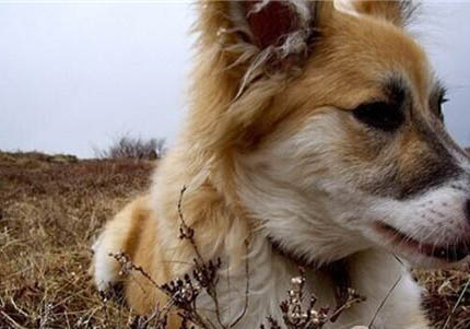 荷兰牧羊犬和马犬哪个好