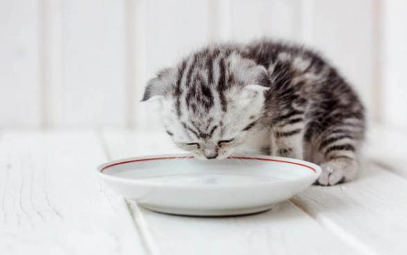猫咪腹水的早期症状是什么？