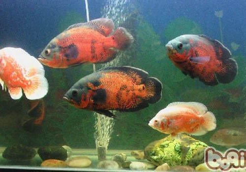 七彩神仙鱼的繁殖方法是什么？