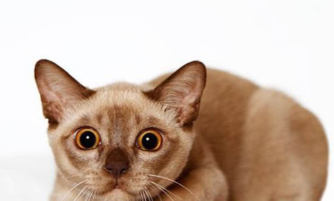 欧洲缅甸猫呕吐是什么原因引起的