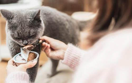 20天小猫可以吃什么？