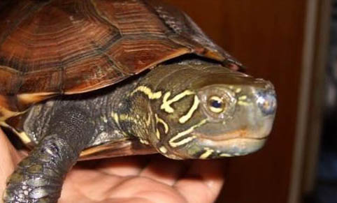 中华草龟是浅水龟还是深水龟