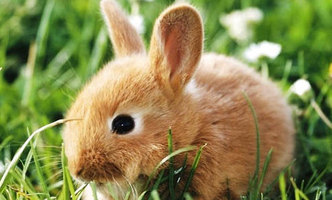 兔子可以吃石榴么？