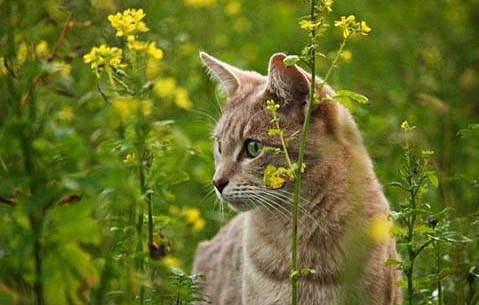 宠物猫：猫咪睡觉打鼾正常吗