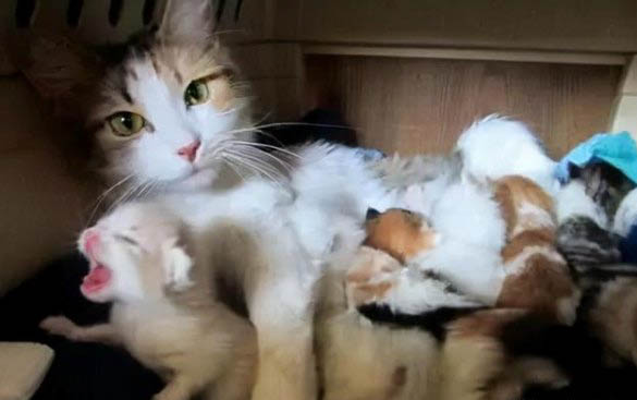 猫咪吐毛球的症状有哪些